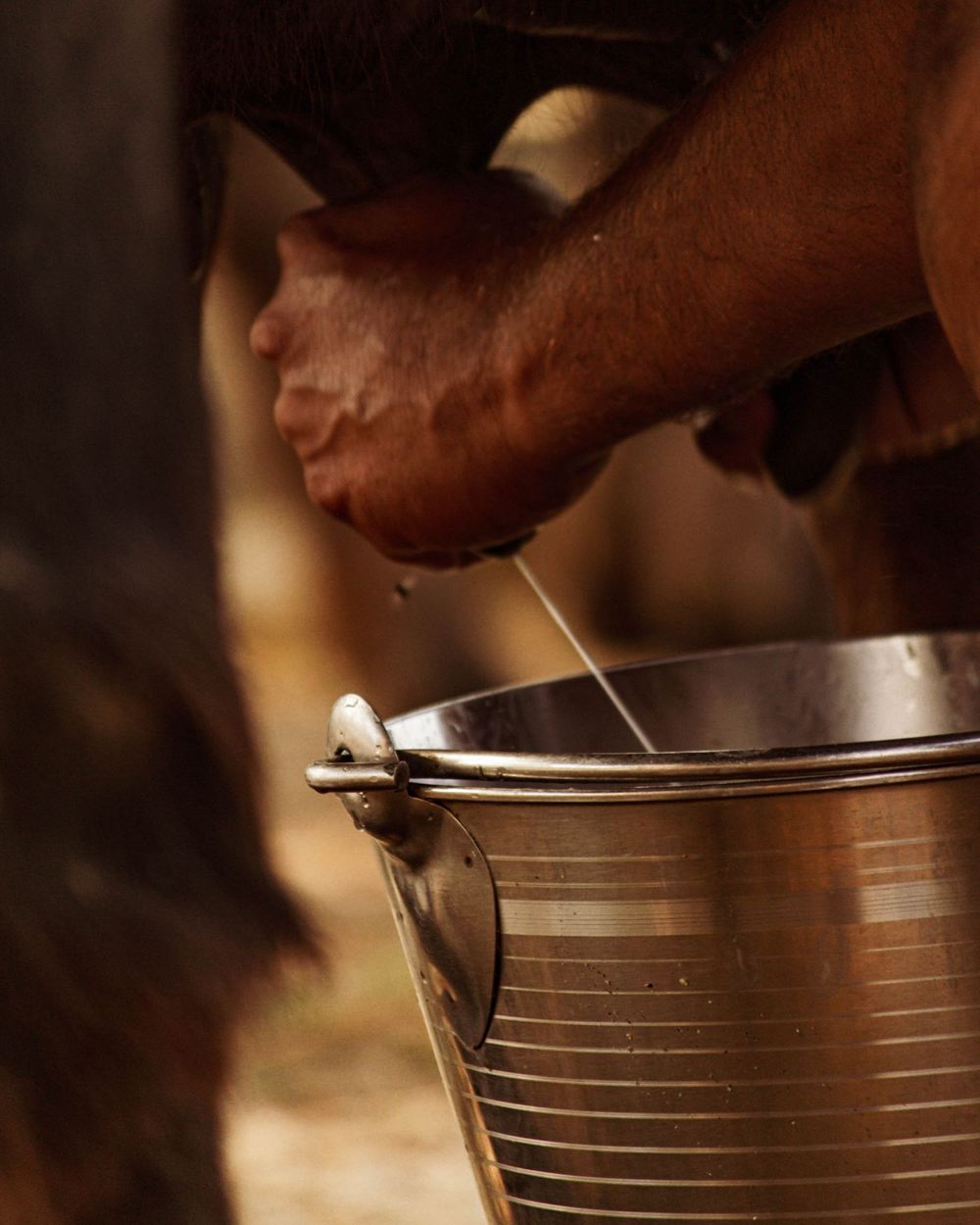 Morning milk from our desi cows